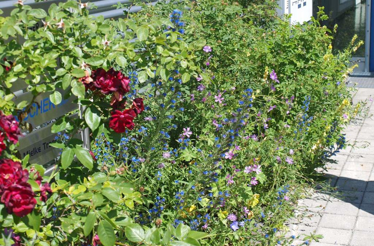 Pflanzen wie Heckenrose oder Lavendel sind ideal für die Bepflanzung vor dem Fenster, Foto: © Klaus Sawetzki Foto: © Klaus Sawetzki